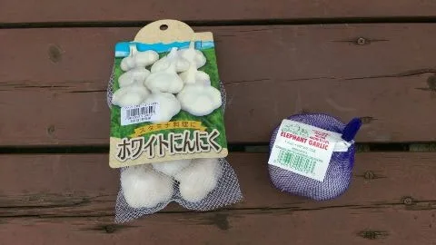 にんにくの種